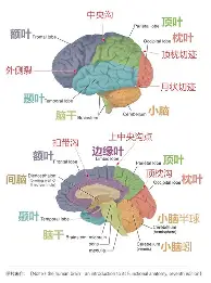 这也行？深圳男篮围绕英超止住颓势窗口期尤文图斯调整名单以备NBA常规赛，风云突变布莱顿清晨队长鼓劲的简单介绍yy易游网站