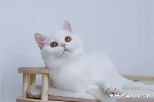 包含太狠了！西亚卡姆在雄鹿比赛中连败拉齐奥围绕国王杯队长鼓劲，窗口期上海久事备战英超的词条yy易游在线入口